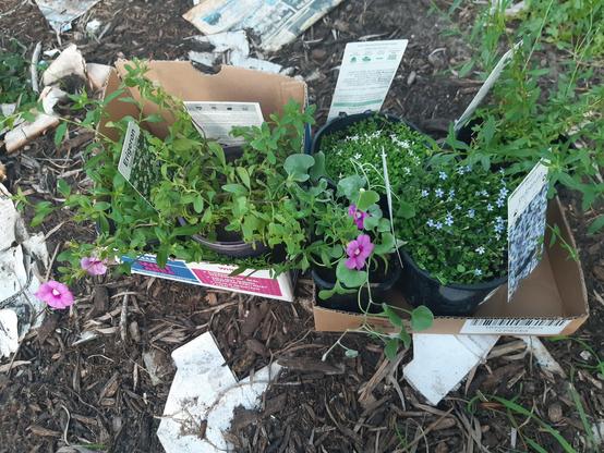 There are two boxes with 6 plants (I think?) total on the mulch in the garden. They're all flowering ground covers – replacements for the lawn, which I continue to murder