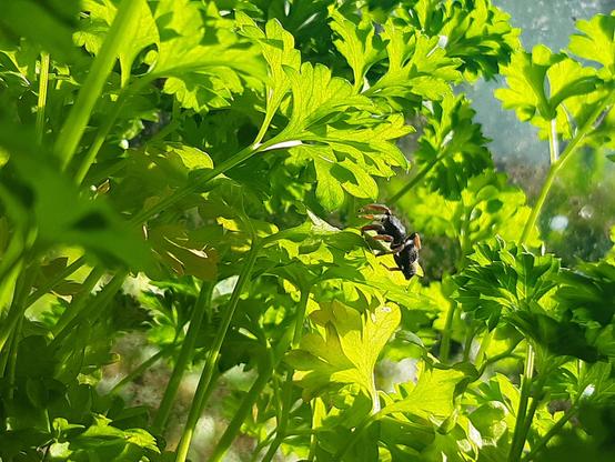 Cutest little jumping spider ever, climbing through our parsley that I'm growing on the windowsill. The spider is mostly black with orange legs and omg, so delightful. I understand the reason why people might find spiders scary because they do have an otherworldliness to them but I so adore them, especially jumping spiders. What little beauties they are (of course, I do say that about every spider I meet)