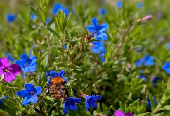 Small blue flowers (Glandora diffusa) with one of the flowers being worked on by a bumblebee.