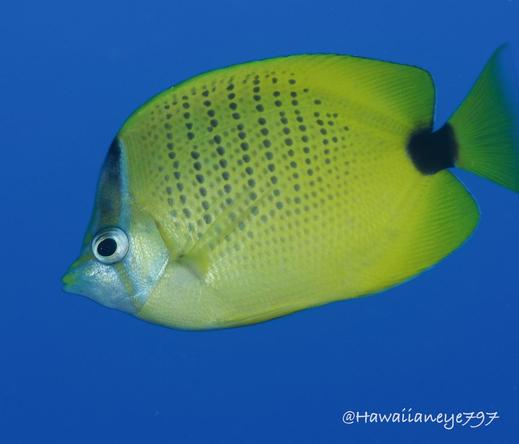 A lemon yellow fish covered with fine vertical dots and a faint dark stripe over its forehead, eye and tail.
