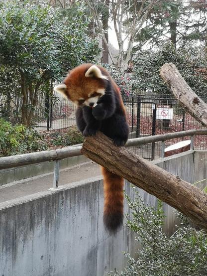 A picture of a Red Panda.