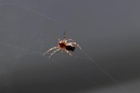 A small spider with a reddish thousand dark abdomen, with dark spots along its extended legs gripping barely visible web threads.