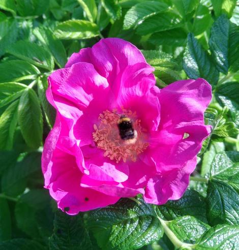 A large pink, open-flowered rose with a small bumblebee right in the centre