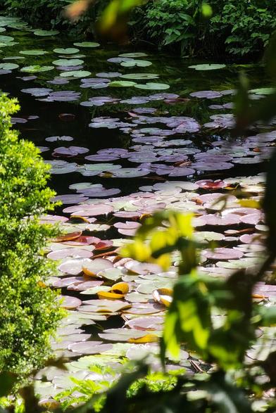 A view from above of numerous lily pads floating on a dark pond, with green foliage visible along the edges.