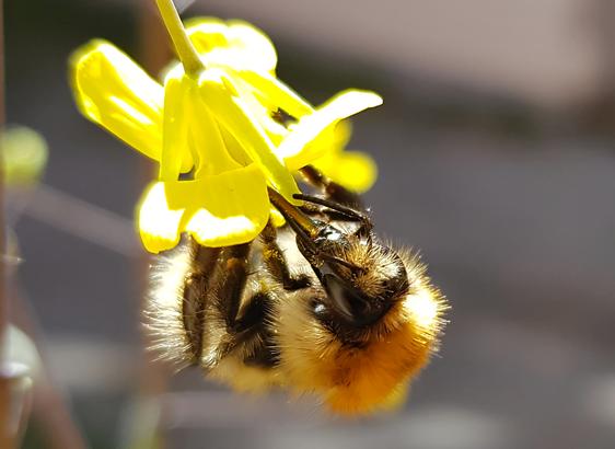 An einer nach unten hängenden eher kleinen gelben Blüte hängt Rücken nach unten eine große Hummel. Die Oberseite des schwarzen Kopfes mit gelbem Haarschopf, großen Augen, Fühlern und langem Rüssel sind gut zu erkennen. Ebenso die ganze orange-weiße Flauschigkeit des Körpers.