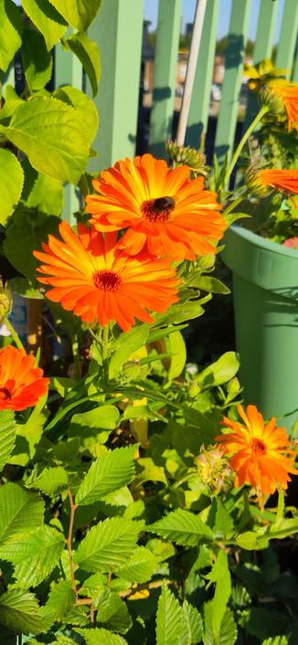 A tiny bumblebee in the middle of an orange flower, surrounded by greens and other orange flowers.