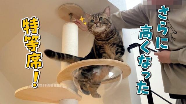 大好きなキャットタワーを組み立てるのを待ちきれない猫が可愛い！