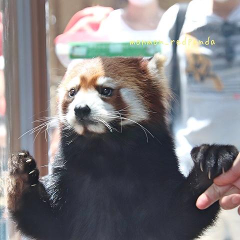 A picture of a Red Panda.