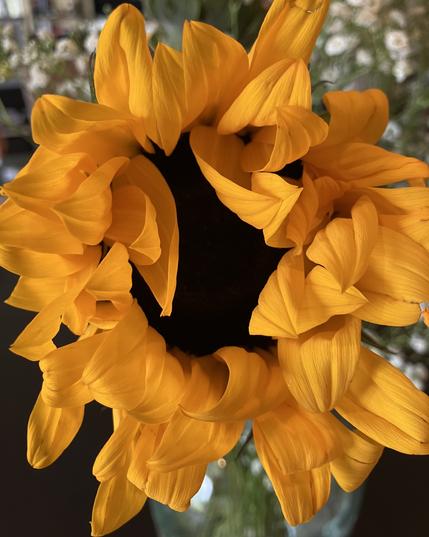 A closeup photo of a sunflower not quite in full bloom