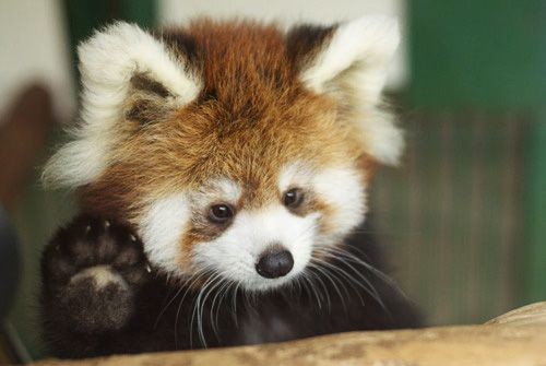 A picture of a Red Panda.
