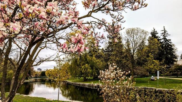 City of Kitchener set to share plans for parks, gardens, and green spaces