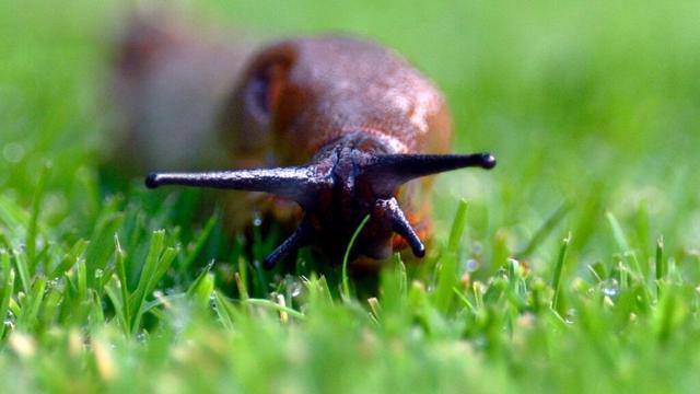 The £2.80 trick you must try to keep slugs off your grass this spring - it will make your garden look stunning too