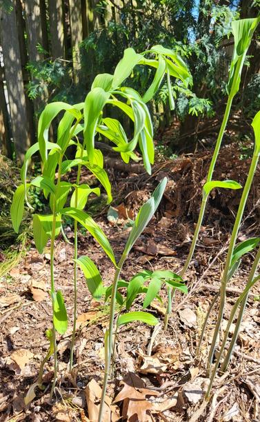A small stand of about nine Solomon's seal plants growing out of a dried leaf covered ground. The slender leaves are filling out and the stalks stating to arch over as is the form of this plant.  Small hanging flower buds are forming.
