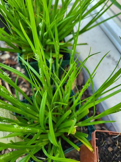 Two wood sedges still in the green pint pots. They have small whispy white flowers forming anong the thick green leaves.