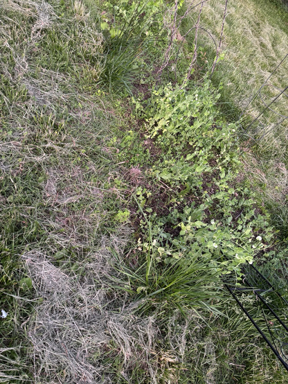 Garden bed: 3 foot (a little less than 1 meter) wide bed with peas ranging from 6 in (15 cm) to 18 in (46 cm) tall with a few white blossoms on them. Grass around the bed.
