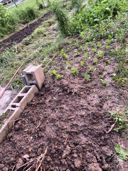Garden bed: raised garden bed defined by cement blocks. In foreground, 1-2 in (2.5-5 cm) tall pepper plants. Mid ground: celery. Back of the bed, a mix of radishes, lettuce and weeds. Some onions among the celery.