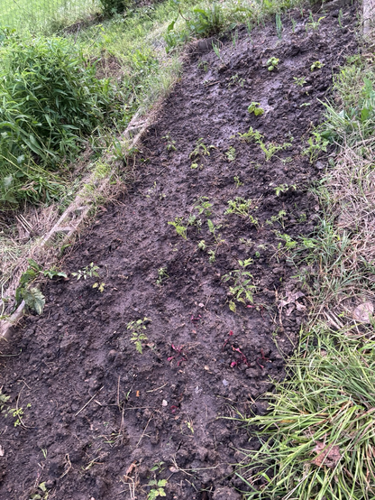 Raised garden bed surrounded with cement blocks: tomatoes interplanted with beets (bottom right), carrots (middle, and onions (top).