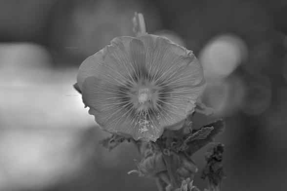 Flower, closeup, black and white, photo