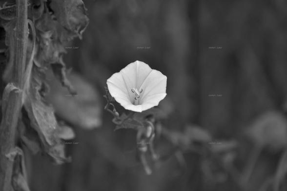 Flower, black and white, photo