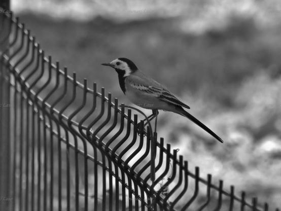 Bird, black and white, photo
