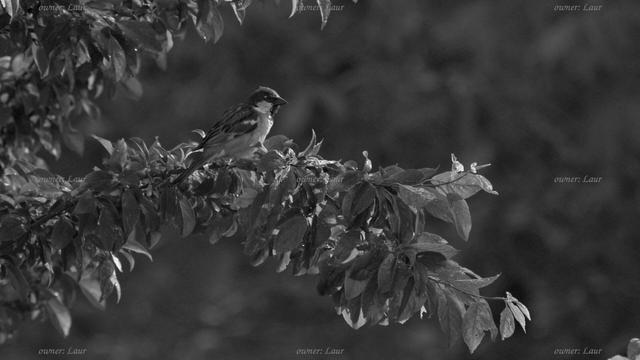 Bird, black and white, photo