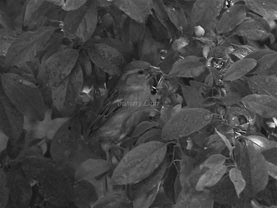 Bird, black and white, photo