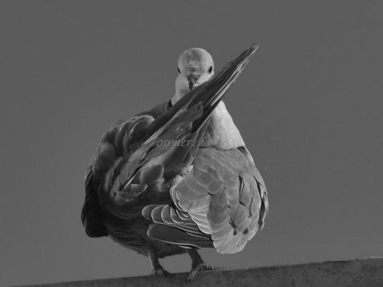 Bird, closeup, black and white, photo