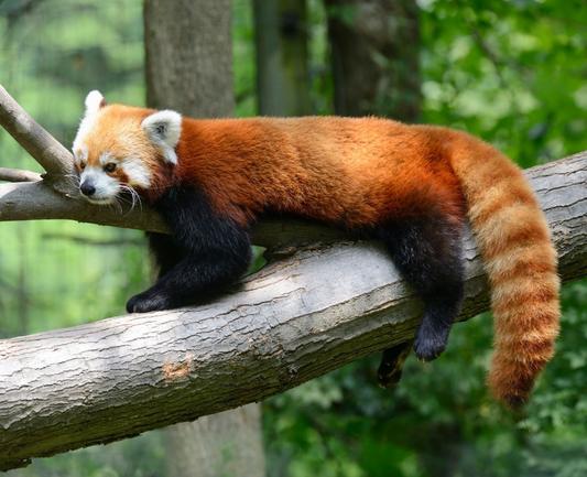 A picture of a Red Panda.