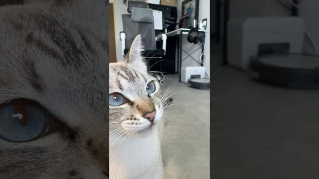 お口にちゅ〜る付けて待機中の猫が可愛すぎる！　#シャムトラ #元保護猫 #シャムミックス  #cat #猫耳 #kitten  #猫耳 #siamesemix