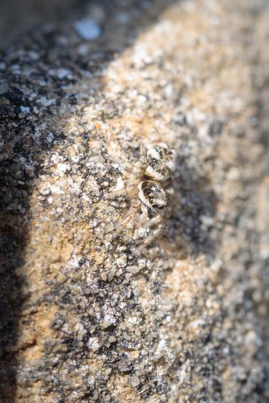 Black and white stripy jumping spider, caught in the sun, rows of large, dark eyes gleaming - all remarkably well camouflaged against a mottled, old stone wall. Macro photo.