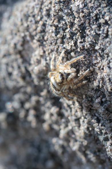Black and white stripy jumping spider, looking towards the camera - on a rugged, rocky cliff face that, at human scale, is a block of weathered stone of an old stone wall. Macro photo.