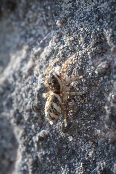 That same jumping spider, seen side-on - a drop of milky-white waste emerging from the tip of its abdomen, glowing in the sunshine. Ahem. Macro photo.
