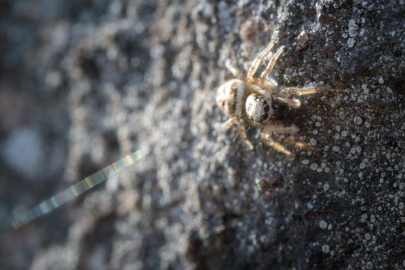 The spider on a dark, rugged cliff face, looking towards and below the camera, its legs and body gleaming in oblique sunshine - behind it, its silken safety line shimmers, rainbow-like, out of focus into the distance. Macro photo.
