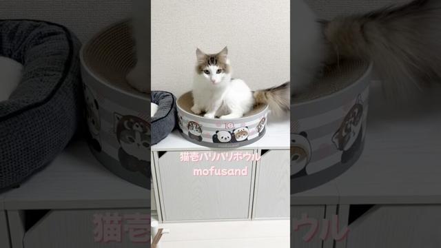 【猫壱バリバリボウルmofusand】気に入ったみたい #shorts #ノルウェージャンフォレストキャット #kitten