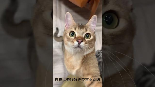 最近猫カフェで増えてるアビシニアンってどんな猫？ #cat #猫カフェmocha #ねこ