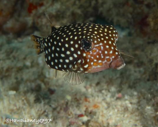 A rugby-shaped brown fish, about the size of your palm, covered uniformly with white spots.