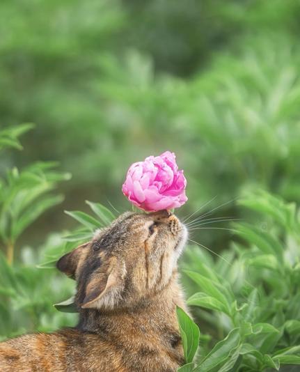 ALT

Gato con flor en la nariz