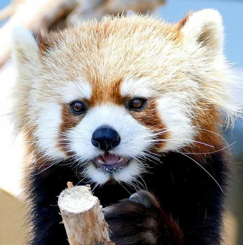 A picture of a Red Panda.