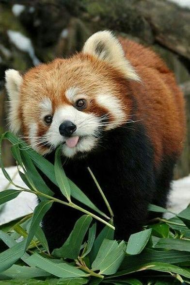 A picture of a Red Panda.