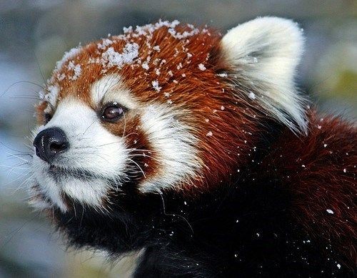 A picture of a Red Panda.