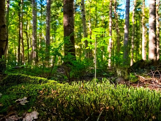 Forest floor at ground level. Moss and a seedling with green leaves and behind it mature trees in the sunshine.