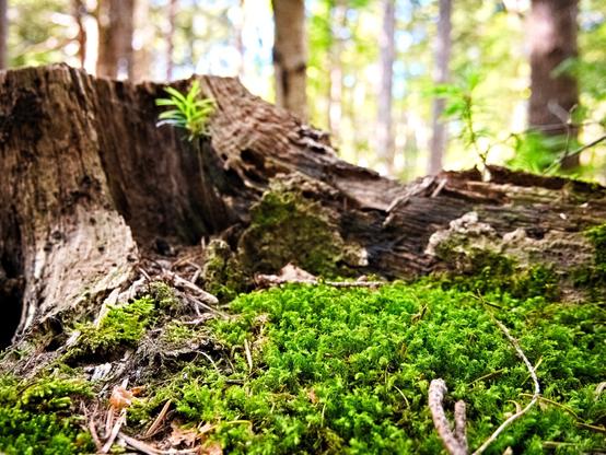 Moss in front of a tree stump.