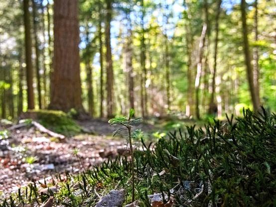 In the foreground small green needle-like plants, behind them a forest path, trees in the sunshine and a blue sky.