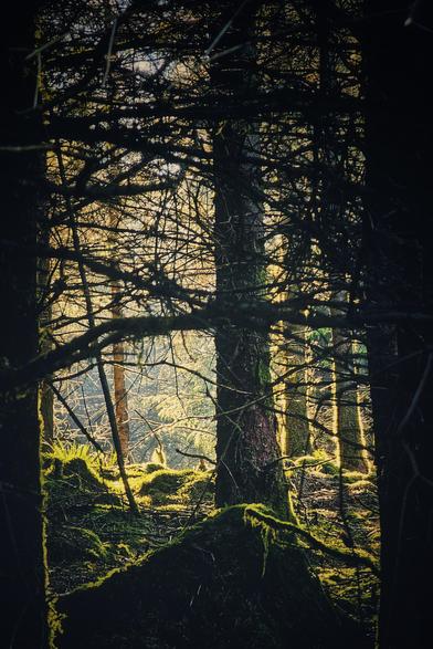 A low-angle shot through dark tree branches into a sunlit forest, with moss-covered logs in the foreground.