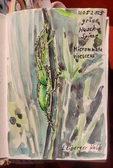 Aquarellskizze im kleinen Skizzenbuch: grüne Spinne ruht an einem Halm