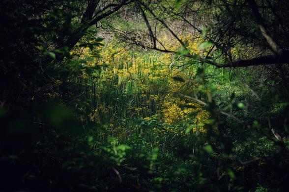 A small patch of yellow wildflowers in the forest. The wildflowers were further away from the trail, and a little obscured by low-hanging branches of surrounding trees.