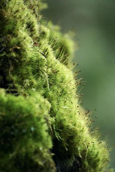 Moss