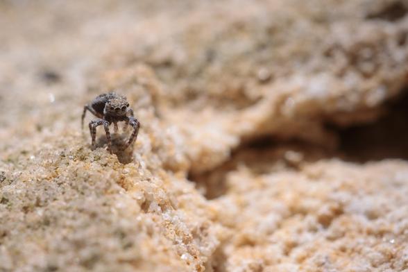A tiny jumping spider, mottled grey and brown - its four, black, circular front eyes gleaming - perched upright on a craggy, sandy, sunlit desert landscape. Actually - a weathered stone block, immediately above the front door.