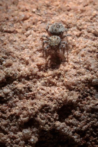 A tiny jumping spider, mottled grey and brown - looking downwards with curiosity and intent. Caught in sunlight, on a pinkish, increasingly shadowed rocky surface - again, immediately above the front door.