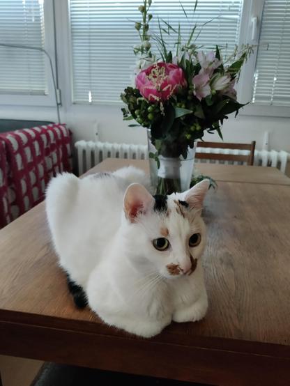 Me sitting in a loaf pose on a table with a flower in the background